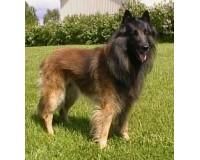 belgian belgian tervuren este o rasa de paza si foarte cu un puternic instinct protectiv si aceasta