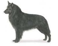 belgian sau belgian sau belgian este caine vigilent instinct protector puternic aceasta rasa