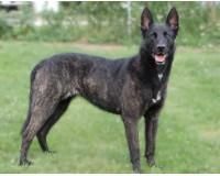 olandez, cunoscut si ca dutch shepherd sau ca hollandse este un caine de talie medie, foarte
