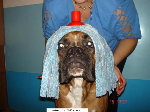 i am really cool ! pogo . un caine ... care n-a aflat ca-i caine !