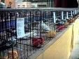 pasari expozitii benere