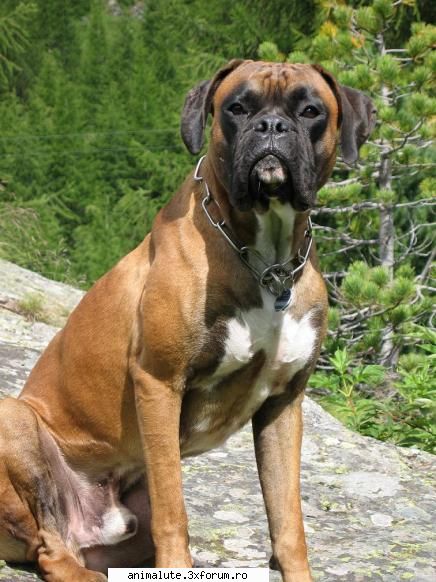 tara in care este mascul 57 - 63 cm; femela 53 - 63 mascul 30 - 35 kg; femela 23 - 35 parului: