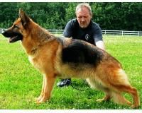 ciobanesc de asemenea, si ca alsacian, cainele german a fost in mod consecvent una dintre cele 10