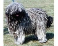 puli

puli este un caine cu parul format din snururi lungi, si a avut un rol important in viata