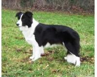 border collie border colliecu vointa lui, border collie dominat multi ani lumea sportive canine,