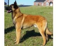 ciobanesc belgian belgian malinois este una dintre cele patru varietati distincte de ciobanesc