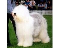 bobtail sau old english de asemenea cunoscut si ca old english sheepdog, este un caine cu infatisare