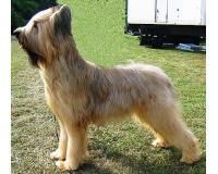 a fi originar din provincia brie, franta, briard-ul a fost initial creat pentru o oferi protectie