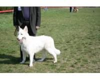 ciobanesc alb un caine fara a fi nervos, este atent, vigilent, gentil, un companion de incredere. in