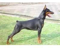 dobermann este o rasa de caini relativ noua, fiind oficial in 1900. desi a fost creat initial pentru