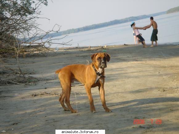 dunarea ??? ce-o fi aia ??? in afara de nisipul asta din nas , .... imi place ! pogo . un caine ...